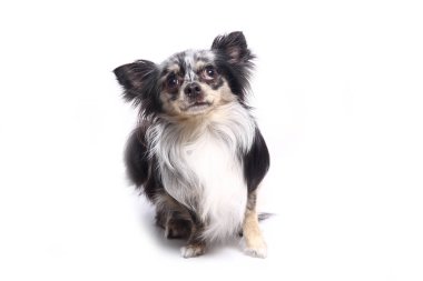 Beyaz arka plan önünde güzel mutlu köpek