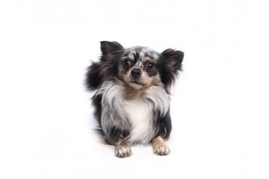 Beyaz arka plan önünde güzel mutlu köpek
