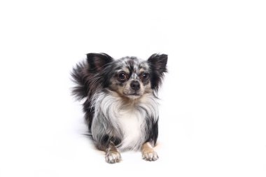 Beyaz arka plan önünde güzel mutlu köpek