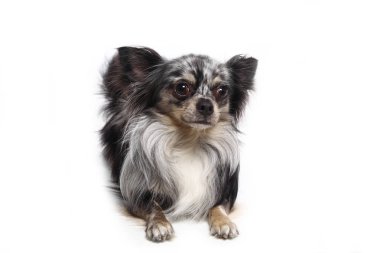 Beyaz arka plan önünde güzel mutlu köpek