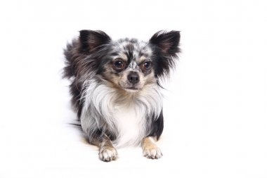 Beyaz arka plan önünde güzel mutlu köpek