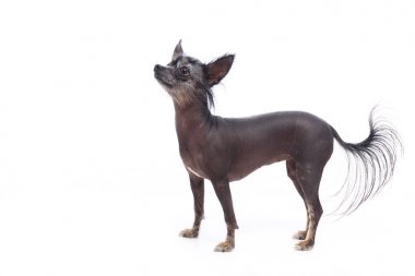 Beyaz arka plan önünde güzel mutlu köpek