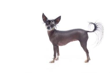 Beyaz arka plan önünde güzel mutlu köpek