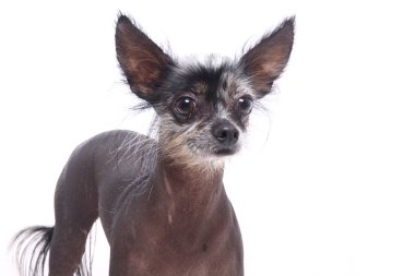 Beyaz arka plan önünde güzel mutlu köpek