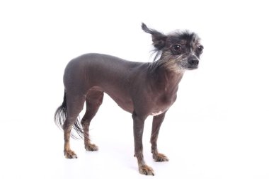 Beyaz arka plan önünde güzel mutlu köpek