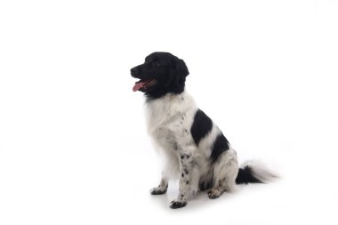 Beyaz arka plan önünde güzel mutlu köpek