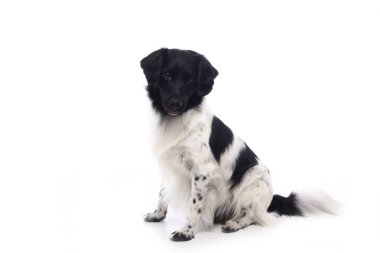 Beyaz arka plan önünde güzel mutlu köpek