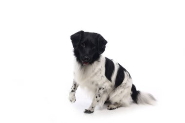 Beyaz arka plan önünde güzel mutlu köpek