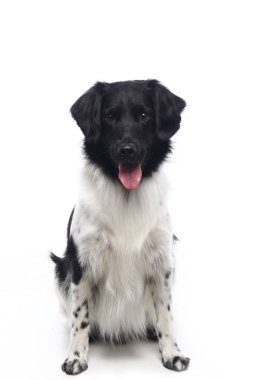 Beyaz arka plan önünde güzel mutlu köpek