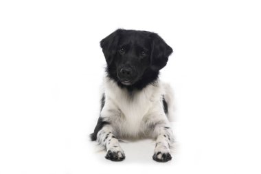 Beyaz arka plan önünde güzel köpek