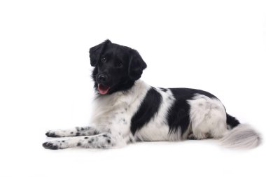 Beyaz arka plan önünde güzel köpek