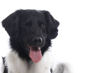 Beyaz arka plan önünde güzel köpek