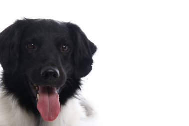 Beyaz arka plan önünde güzel köpek