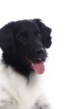 Beyaz arka plan önünde güzel köpek