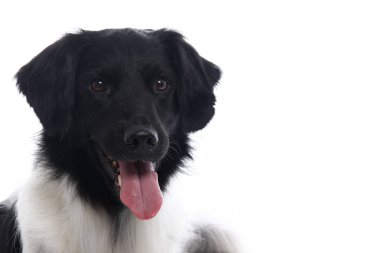 Beyaz arka plan önünde güzel köpek