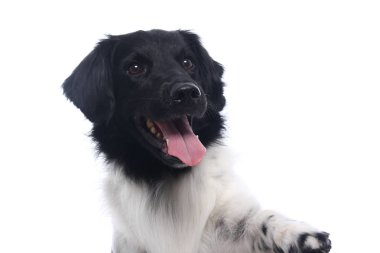 Beyaz arka plan önünde güzel köpek