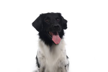 Beyaz arka plan önünde güzel köpek