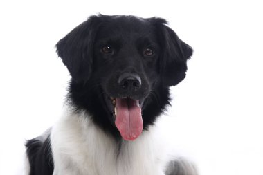 Beyaz arka plan önünde güzel köpek