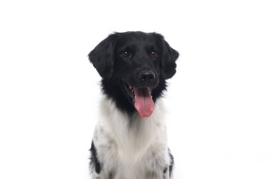 Beyaz arka plan önünde güzel köpek