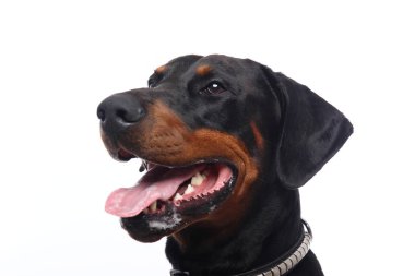 Beyaz arka plan önünde güzel köpek