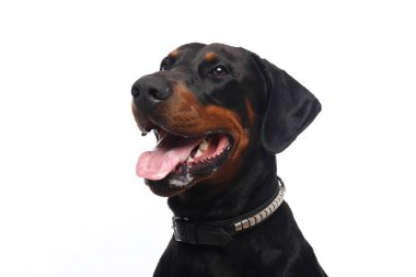 Beyaz arka plan önünde güzel köpek