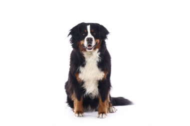 Beyaz arka plan önünde güzel köpek