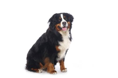 Beyaz arka plan önünde güzel köpek