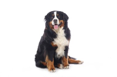 Beyaz arka plan önünde güzel köpek