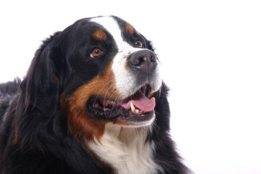 Beyaz arka plan önünde güzel köpek