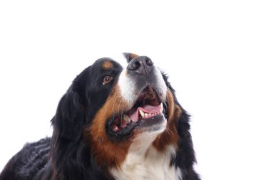 Beyaz arka plan önünde güzel köpek