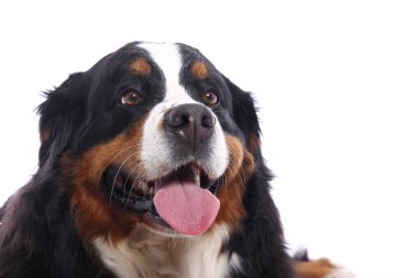 Beyaz arka plan önünde güzel köpek