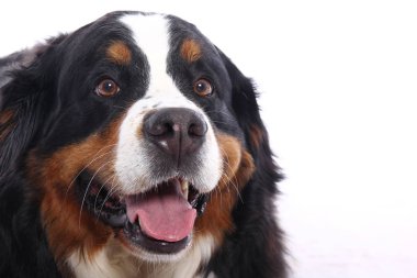 Beyaz arka plan önünde güzel köpek