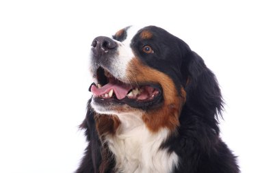 Beyaz arka plan önünde güzel köpek