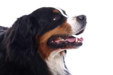 Beyaz arka plan önünde güzel köpek