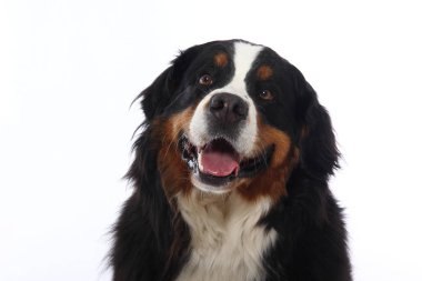 Beyaz arka plan önünde güzel köpek