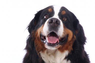 Beyaz arka plan önünde güzel köpek