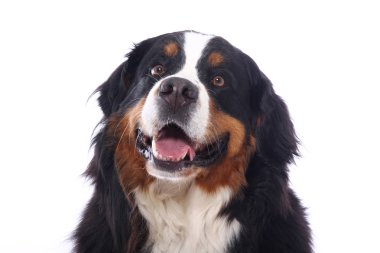 Beyaz arka plan önünde güzel köpek