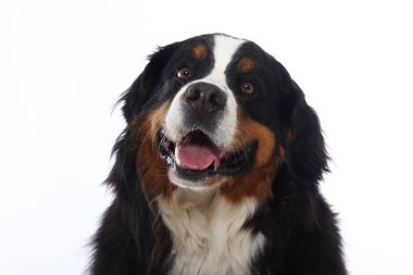 Beyaz arka plan önünde güzel köpek