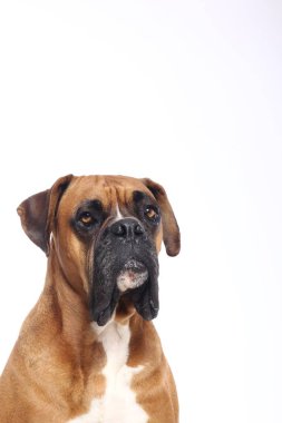 Beyaz arka plan önünde güzel mutlu köpek