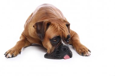 Beyaz arka plan önünde güzel mutlu köpek
