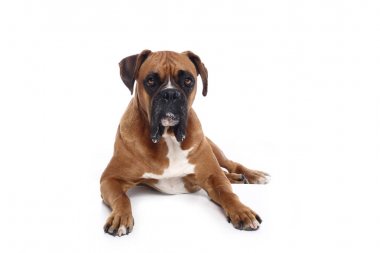 Beyaz arka plan önünde güzel mutlu köpek