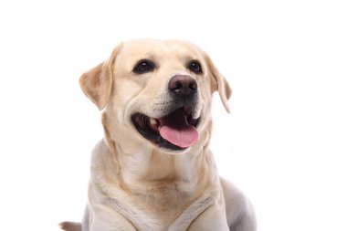 Beyaz arka plan önünde güzel mutlu köpek