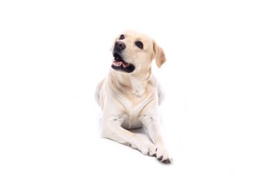 Beyaz arka plan önünde güzel mutlu köpek