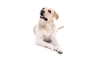 Beyaz arka plan önünde güzel mutlu köpek