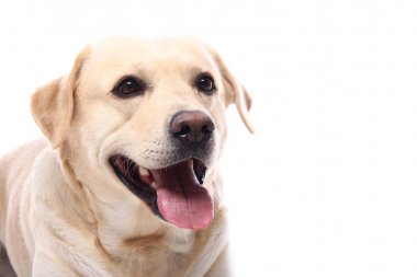Beyaz arka plan önünde güzel mutlu köpek
