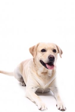 Beyaz arka plan önünde güzel mutlu köpek