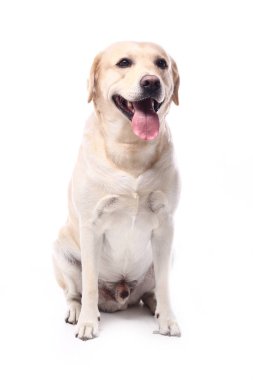 Beyaz arka plan önünde güzel mutlu köpek