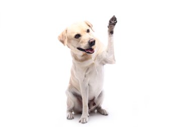 Beyaz arka plan önünde güzel mutlu köpek