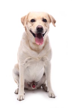 Beyaz arka plan önünde güzel mutlu köpek