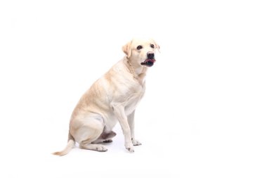 Beyaz arka plan önünde güzel mutlu köpek